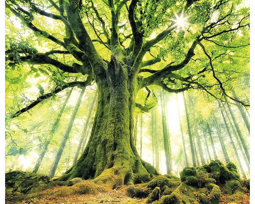 Waldszene mit einem großen Baum und Sonnenlicht