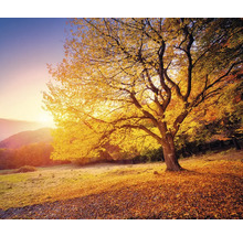 Baum mit Herbstlaub in einer Landschaft