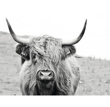 Gros plan d''une vache Highland écossaise avec des cornes