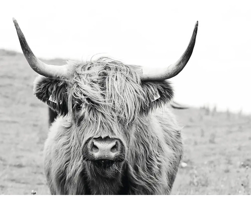 Gros plan d''une vache Highland écossaise avec des cornes