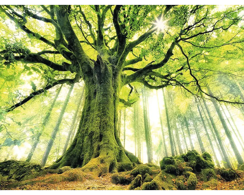 Ansicht von Bäumen im Wald mit Sonnenlicht