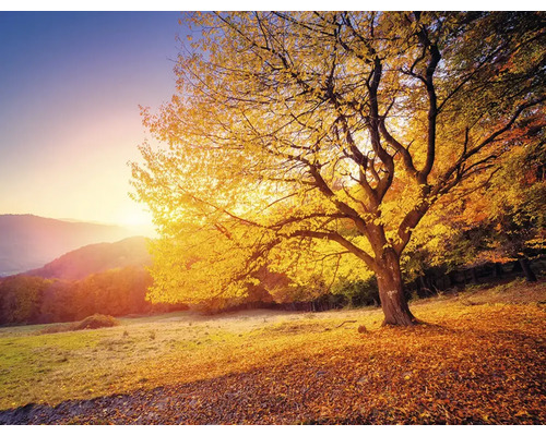 Paysage d''automne avec arbre à feuilles caduques dans une lumière dorée