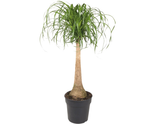 Pied d'éléphant tronc FloraSelf Beaucarnea recurvata h env. 100 cm pot Ø 27 cm Pied d''éléphant en pot