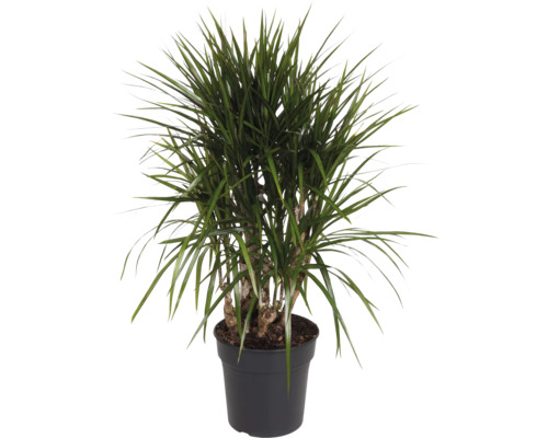 Drachenbaum FloraSelf Dracaena marginata H ca. 110 cm Ø 24 cm Topf verzweigt Drachenbaum im Topf