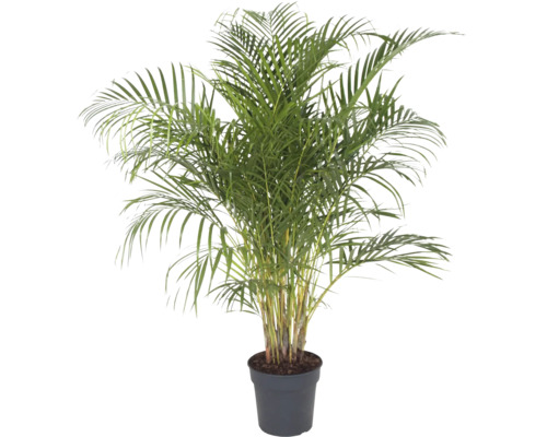 Palmiste multipliant FloraSelf Dypsis lutescens h env. 140 cm pot Ø 27 cm