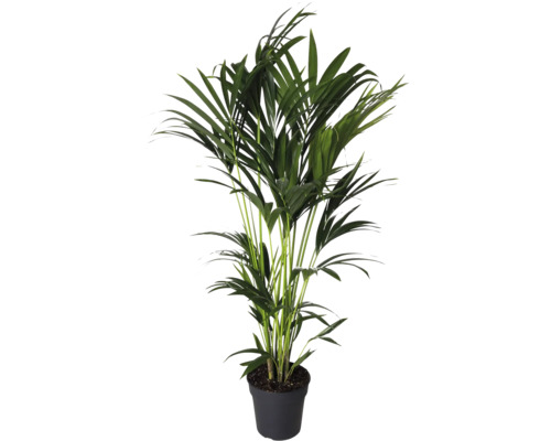 Kentia FloraSelf Howea forsteriana h 140-150 cm pot Ø 24 cm Kentia FloraSelf Howea forsteriana h 140-150 cm pot Ø 24 cm