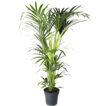Zimmerpflanze Areca Palme im Topf