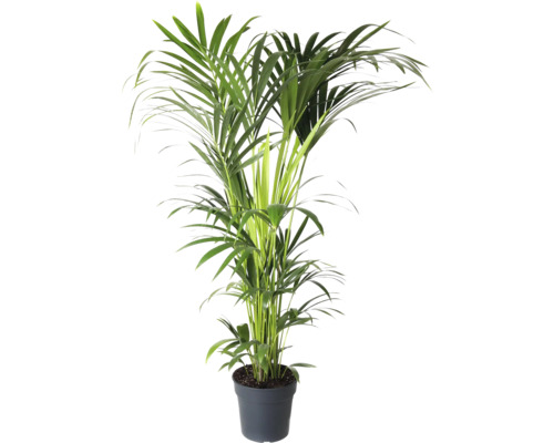 Kentia FloraSelf Howea forsteriana h env. 160 cm pot Ø 27 cm Kentia FloraSelf Howea forsteriana h env. 160 cm pot Ø 27 cm