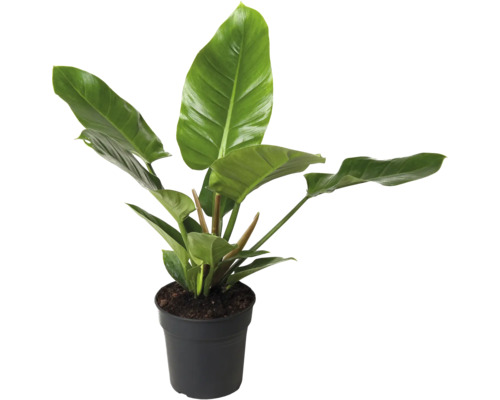 Philodendron FloraSelf Philodendron 'Imperial Green' h env. 70 cm pot Ø 19 cm Philodendron plante d''intérieur en pot