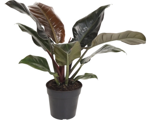 Baumfreund FloraSelf Philodendron 'Imperial Red' H ca. 70 cm Ø 19 cm Topf