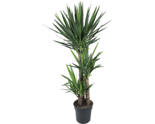 Yucca pied d'éléphant FloraSelf Yucca elephantipes h env. 140 cm pot Ø 27 cm plusieurs troncs 90-60-30 cm Yucca pied d'éléphant FloraSelf Yucca elephantipes h env. 140 cm pot Ø 27 cm plusieurs troncs 90-60-30 cm