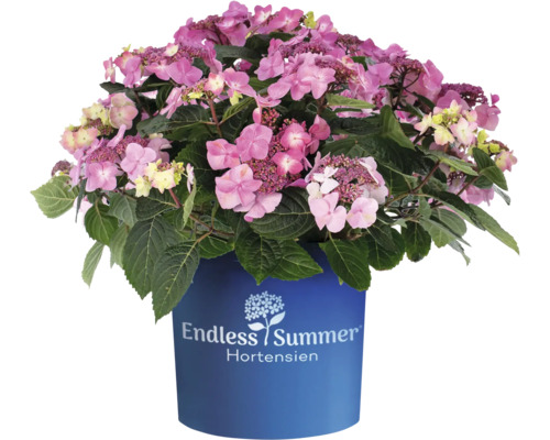 Hortensie Endless Summer® rosa Hydrangea macrophylla Endless Summer 'Pop Star' H 20-35 cm Co 5 L öfterblühende Tellerhortensie Hortensie Endless Summer® rosa Hydrangea macrophylla Endless Summer 'Pop Star' H 20-35 cm Co 5 L öfterblühende Tellerhortensie