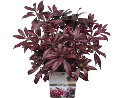 Andromède du Japon FloraSelf Pieris japonica 'Katsura' h 20-25 cm Co 2 l