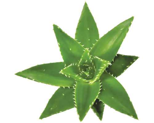 Aloe FloraSelf Aloe perfoliata h 20-25 cm pot Ø 14 cm