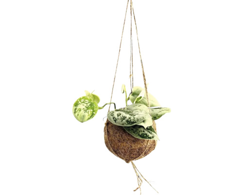 Kit de suspensions Kokodama FloraSelf Pothos Scindapsus pictus h env. 20 cm pot Ø 12 cm