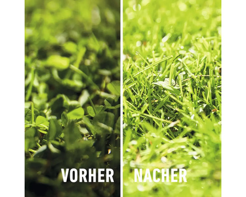 Rasen vor und nach der Behandlung