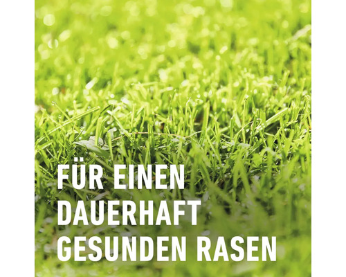 Nahaufnahme von Rasen für einen dauerhaft gesunden Rasen