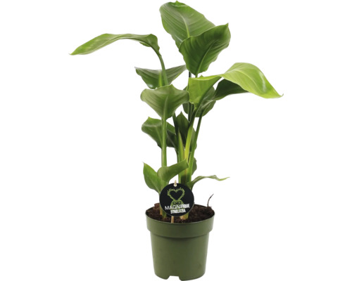 Oiseau de paradis FloraSelf Strelitzia Nicolai h env. 65 cm pot Ø 17 cm touffe de 3 Strelitzia plante d''intérieur en pot