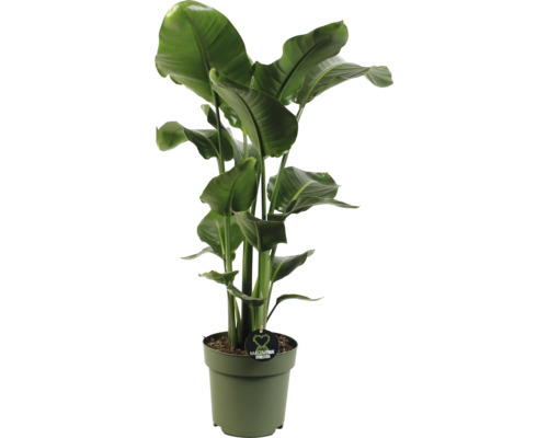 Baumstrelitzie FloraSelf Strelitzia Nicolai H 100-110 cm Ø 24 cm Topf 3-er Tuff Strelitzie im Topf