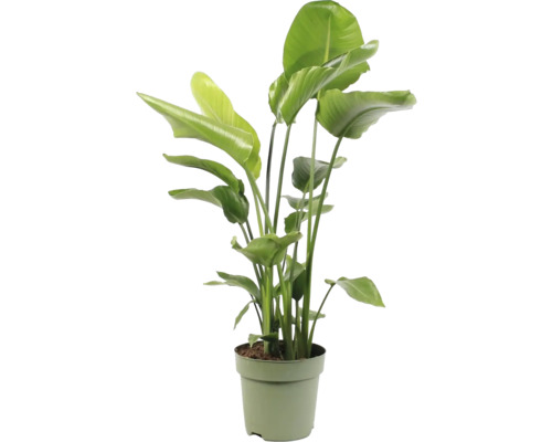 Oiseau de paradis FloraSelf Strelitzia Nicolai h 110-120 cm pot Ø 27 cm touffe de 4