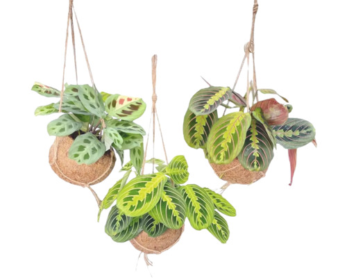 Suspension de kokodama marante mélange FloraSelf pot Ø 15 cm