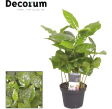 Plante d''intérieur caféier en pot