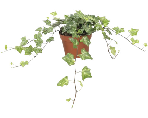 Lierre vert et blanc FloraSelf Hedera helix 'Kolibri' h env. 20 cm pot Ø 13 cm Lierre en pot