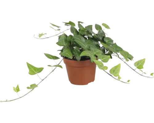 Lierre vert foncé avec nervures des feuilles claires FloraSelf Hedera helix 'Mein Herz' h env. 20 cm pot Ø 13 cm