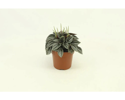 Zierpfeffer Pflanze im Topf