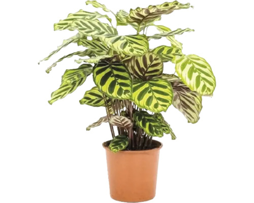 Calathea FloraSelf 'Makoyana' h 80-85 cm pot Ø 21 cm touffu Calathea FloraSelf 'Makoyana' h 80-85 cm pot Ø 21 cm touffu