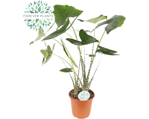 Oreille d'éléphant FloraSelf Alocasia 'Zebrina' h 80-100 cm pot Ø 24 cm