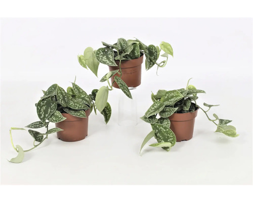 Drei Topfpflanzen mit silbergrünen Blättern