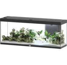Aquarium avec poissons, plantes et pierres