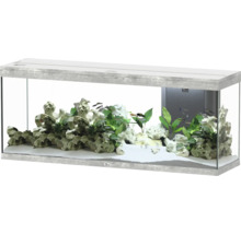 Aquarium avec décorations, plantes et poissons