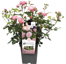 Rosa Beetrose im Topf mit rosa Blüten