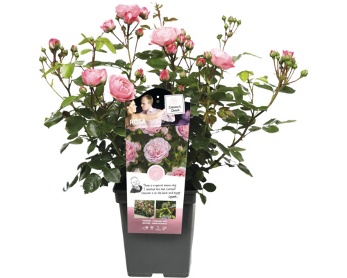 Rosa Beetrose im Topf mit rosa Blüten