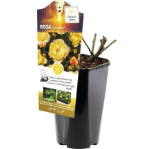 Rosa Lampion en pot, prêt à être planté dans le jardin.