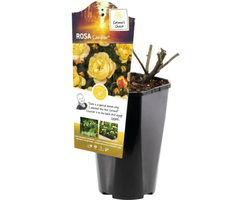 Rosa Lampion en pot, prêt à être planté dans le jardin.