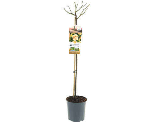 Rosier tige 'Hansestadt Rostock' FloraSelf hauteur de tige 90 cm Co 6,5 l