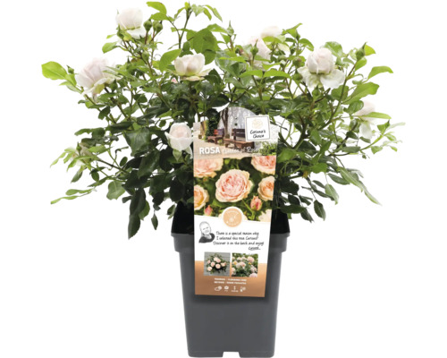 Rose im Topf mit Blättern und Blüten