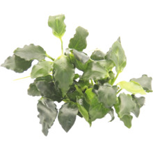 Speerblatt - Anubias bart. var. nana 'Kirin Mini'