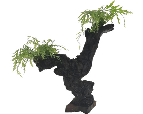 Fougère d'eau africaine sur tronc de Mnuna moyen - Bolbitis heudelotii Décoration pour aquarium avec bois et plantes