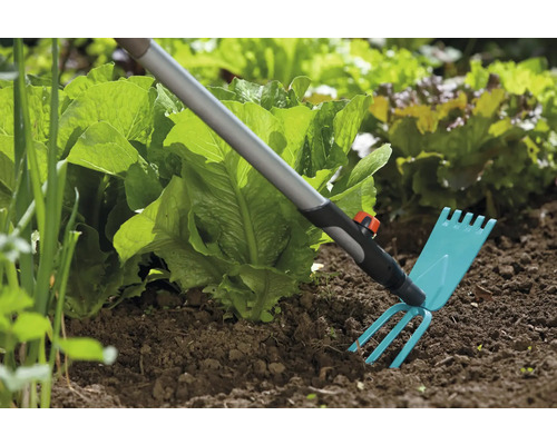 Outil de jardinage pour le travail du sol à côté de plants de salade dans le jardin.