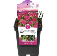 Bodendeckerrose ‘Lovely Fairy’ H 20-40 cm Co 5 L