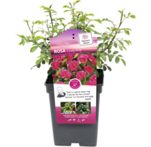 Bodendeckerrose ‘Lovely Fairy’ H 20-40 cm Co 5 L