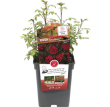 Rosa Fairy Queen en pot