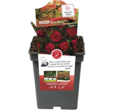 Rosa Fairy Queen en pot