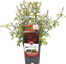 Rosier Fairy Queen en pot