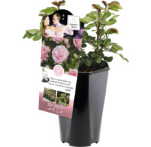 Rose im Topf mit Etikett