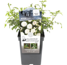 Rosa Crystal Fairy en pot